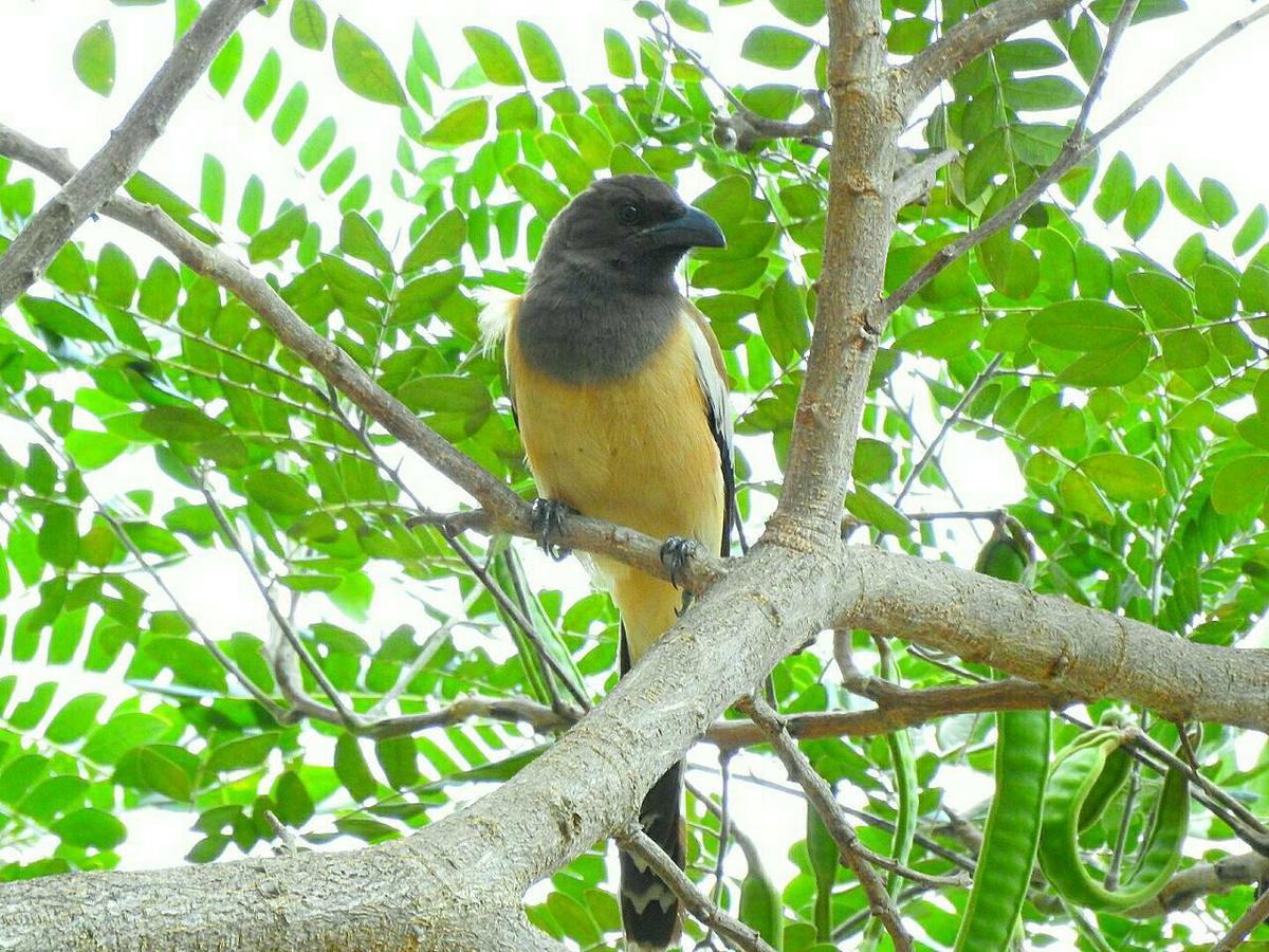 Baanraisooksangchan Kaeng Kachan Buitenkant foto